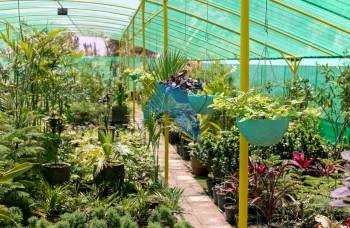 Nursery Plants Provider