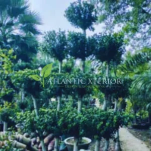 Supplying of Plants at DHA Phase 7 Lahore Project